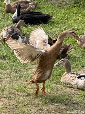 Vand Rațe indiene alergatoare la reducere