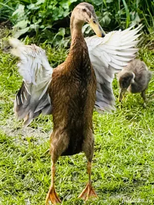 Vand Rațe indiene alergatoare la reducere - imagine 2