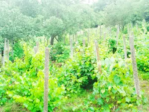 IASI_BUCIUM_Fundac Paun , casa 3 C, 83 mp, teren 2600 mp, direct PROPRIETAR  - imagine 9