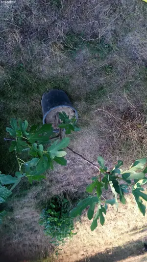 Plante de exterior :smochini pe rod,goji,smeurra si multe alte plantea,leandri,hibiscus de exterior. - imagine 5