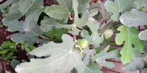 Plante de exterior :smochini pe rod,goji,smeurra si multe alte plantea,leandri,hibiscus de exterior. - imagine 4