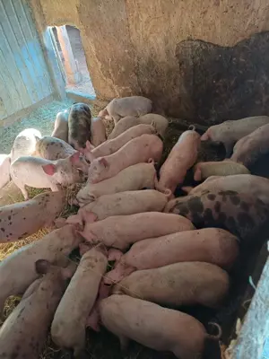 Vând porci peste 30 kg