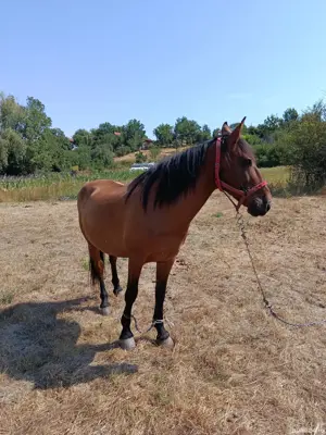 Vând cal castrat pentru muncă 