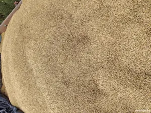 De vânzare orz pentru semănat 