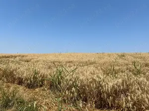 Ciolpani - Ilfov - drumul spre Izvorani, teren 4000 mp, deschidere 17,37 m - imagine 3