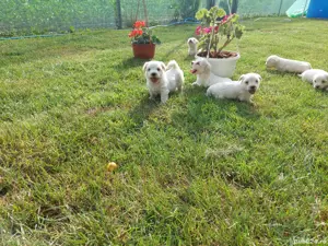 Vând Caței Bichon Maltez  - imagine 3