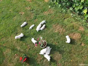 Vând Caței Bichon Maltez  - imagine 4