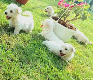 Vând Caței Bichon Maltez  - imagine 2