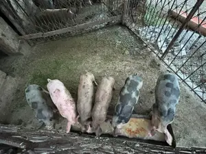 Purcei de 9 săptămâni petrean și duroc