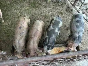 Purcei de 9 săptămâni petrean și duroc - imagine 2