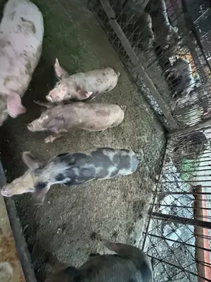 Purcei de 9 săptămâni petrean și duroc - imagine 4