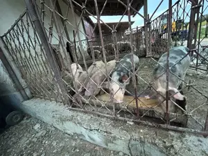 Purcei de 9 săptămâni petrean și duroc - imagine 3