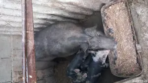 purcei pietrain - imagine 4