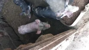 purcei pietrain - imagine 2