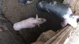 purcei pietrain - imagine 3