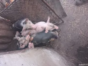 purcei pietrain - imagine 5