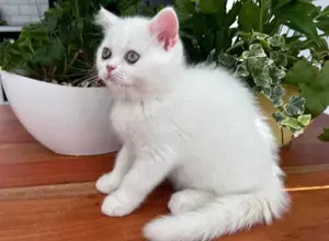 Puiuți British shorthair chinchilla white  - imagine 3