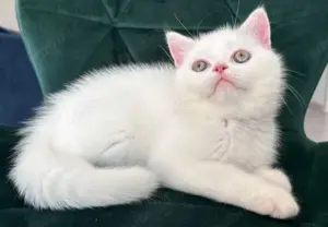 Puiuți British shorthair chinchilla white  - imagine 2