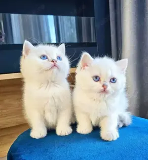 Puiuți British shorthair chinchilla white  - imagine 4