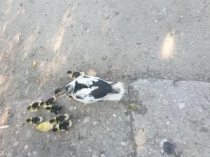 Vand 9 rățuște leșești mute 