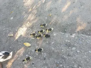 Vand 9 rățuște leșești mute  - imagine 2 Vand 9 rățuște leșești mute  - imagine 2