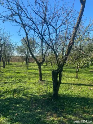 casa de vanzare in orasul Livada - imagine 10