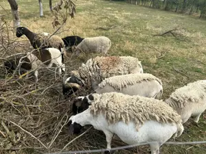 Vând berbec și mieluță dorper  - imagine 2