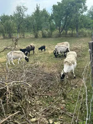 Vând berbec și mieluță dorper  - imagine 4