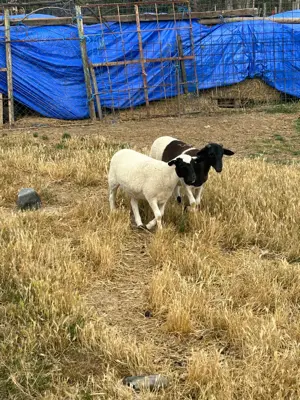 Vând berbec și mieluță dorper  - imagine 3