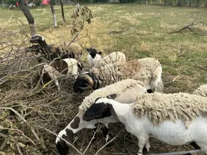 Vând berbec și mieluță dorper 