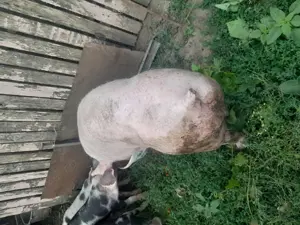 Vind porc de rasa 125 kg  - imagine 3 Vind porc de rasa 125 kg  - imagine 3