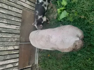 Vind porc de rasa 125 kg  - imagine 2 Vind porc de rasa 125 kg  - imagine 2