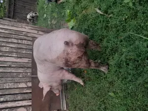 Vind porc de rasa 125 kg  - imagine 4 Vind porc de rasa 125 kg  - imagine 4