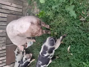 Vind porc de rasa 125 kg  - imagine 5 Vind porc de rasa 125 kg  - imagine 5