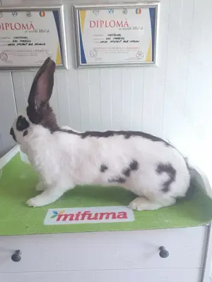 Tineret și maturi fluture german - imagine 3