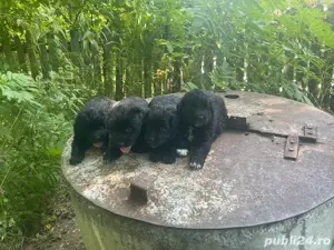 Ciobanesc Corb  - imagine 5