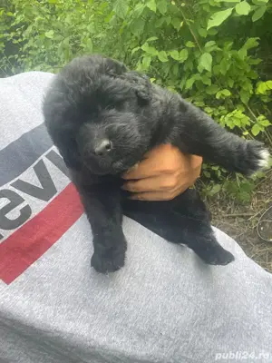 Ciobanesc Corb  - imagine 2