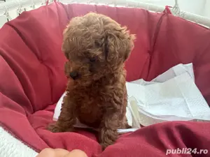 Pui de Poodle Toy deosebit disponibil! - imagine 2
