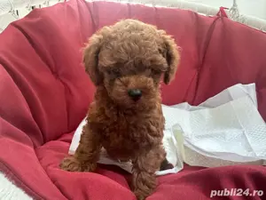 Pui de Poodle Toy deosebit disponibil! - imagine 3