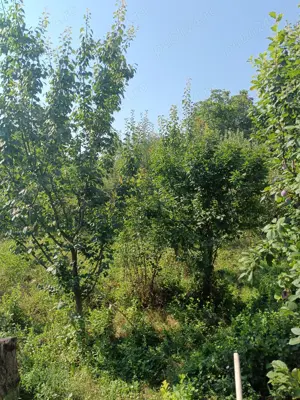 loc de casa P.Rares - imagine 2