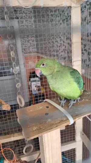 Papagal Micul Alexandru - imagine 4