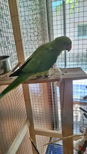 Papagal Micul Alexandru - imagine 3