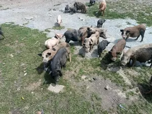 Purcei vietnamezi 2 luni