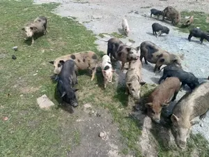 Purcei vietnamezi 2 luni - imagine 2