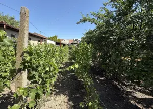 Casa solida in inima orasului Salonta - IMOBIHOR  - imagine 3