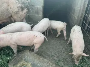 Vând purcei rasa landras cu marele alb 8 săptămâni  - imagine 4 Vând purcei rasa landras cu marele alb 8 săptămâni  - imagine 4