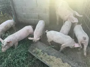 Vând purcei rasa landras cu marele alb 8 săptămâni  - imagine 6 Vând purcei rasa landras cu marele alb 8 săptămâni  - imagine 6