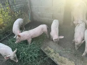 Vând purcei rasa landras cu marele alb 8 săptămâni  - imagine 5 Vând purcei rasa landras cu marele alb 8 săptămâni  - imagine 5