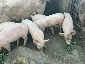 Vând purcei rasa landras cu marele alb 8 săptămâni  - imagine 2 Vând purcei rasa landras cu marele alb 8 săptămâni  - imagine 2