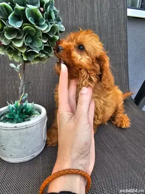 Pudel maro cu posibilitate pasaport